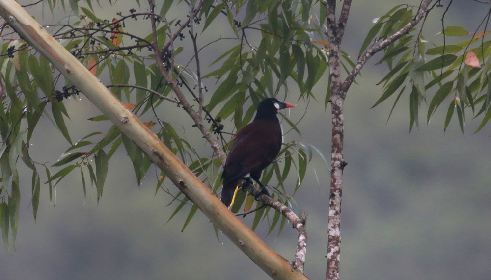 Montezuma Oropendola